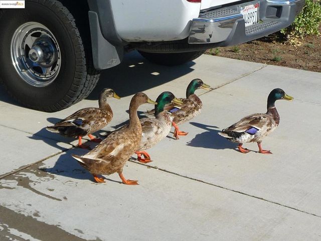 4794 Snowy Egret Way, Oakley, CA 94561