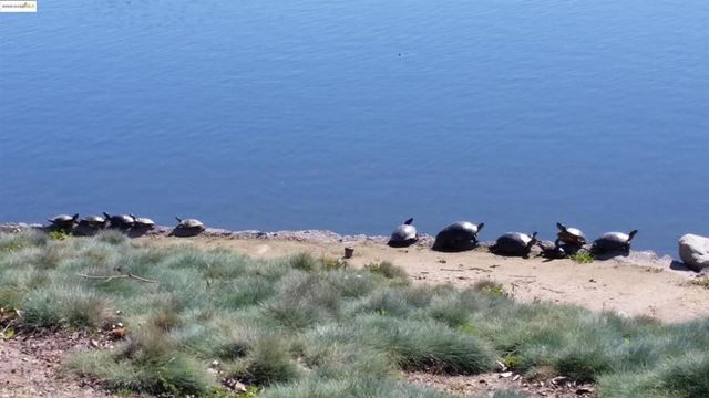 4794 Snowy Egret Way, Oakley, CA 94561