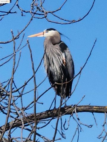 4794 Snowy Egret Way, Oakley, CA 94561