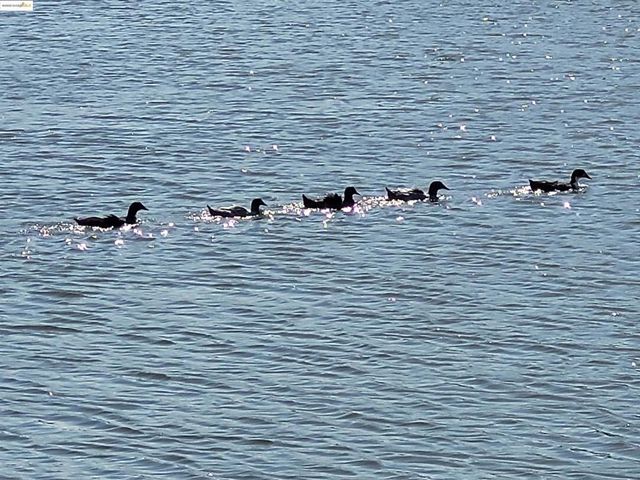 4794 Snowy Egret Way, Oakley, CA 94561