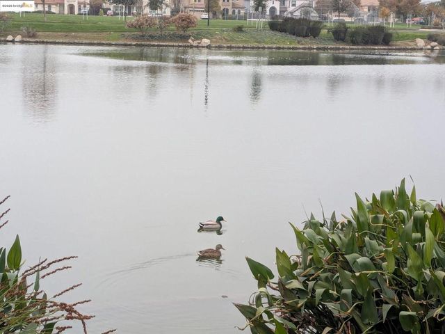 4794 Snowy Egret Way, Oakley, CA 94561