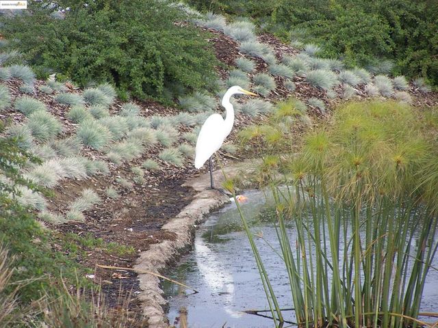 4794 Snowy Egret Way, Oakley, CA 94561