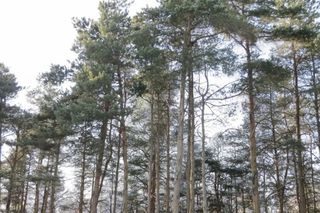 C Garfield Road, Paradise Twp, MI 49649