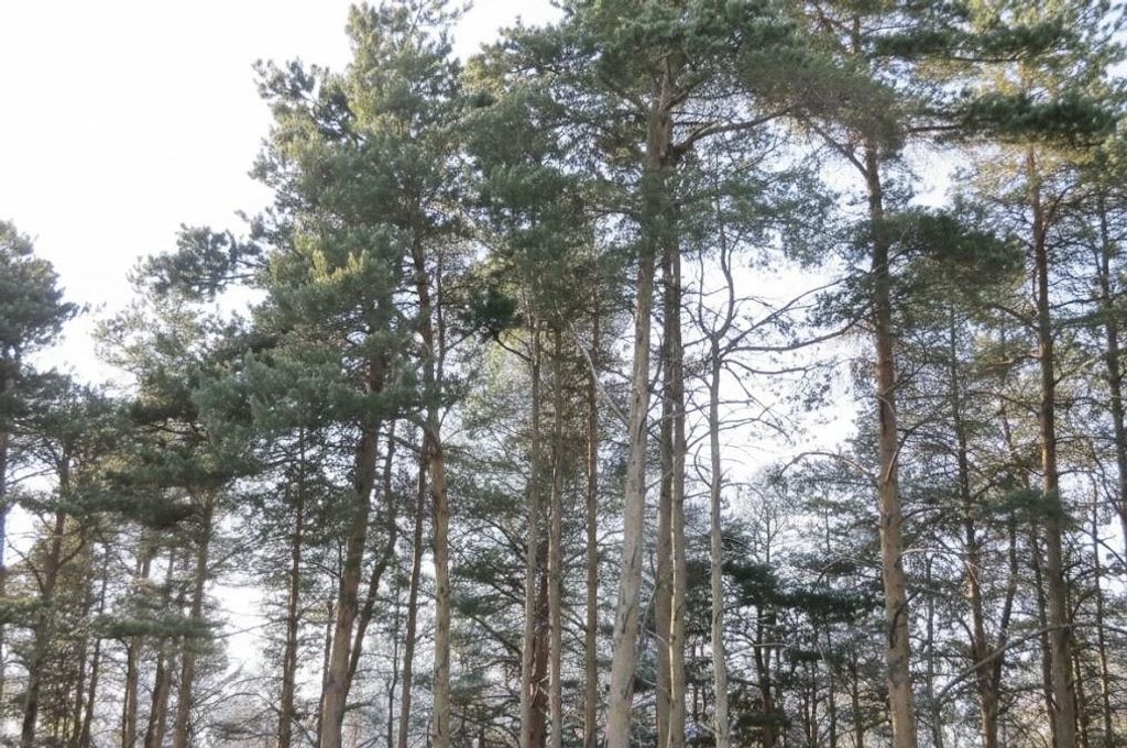 C Garfield Road, Paradise Twp, MI 49649