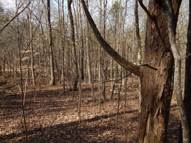 0 Ian Dr, Clifton, TN 38425