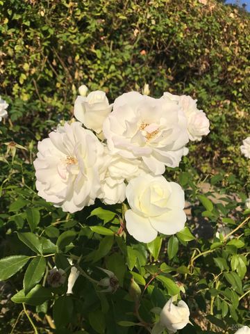 2703 Brush Creek Rd, Santa Rosa, CA 95404