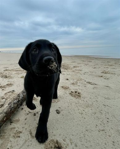 1701 J W Way, Saint Joseph, MI 49085