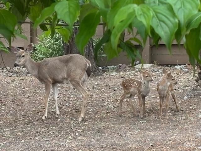 6749 Wintergreen Ct, Santa Rosa, CA 95409