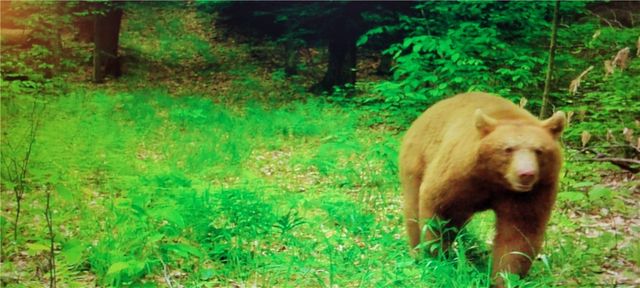 2213 Brown Hollow Road, Corning, NY 14830