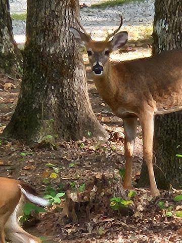 271 Ingman Cliff Rd, Tracy City, TN 37387