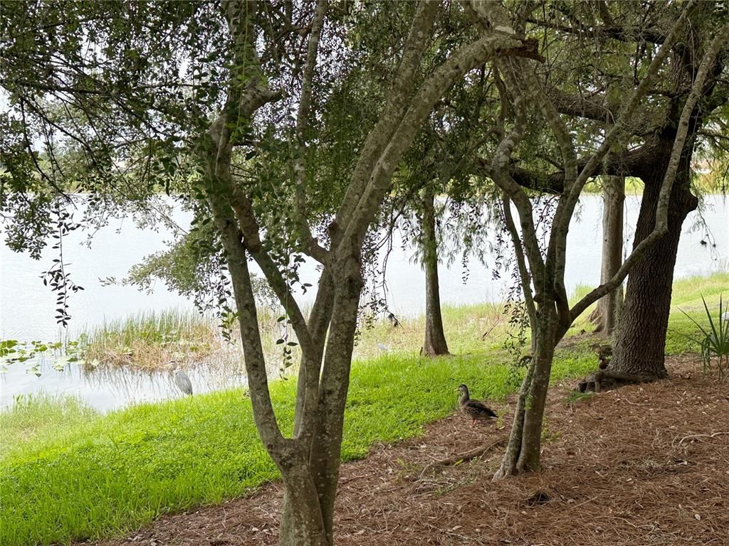 Image 58 of property listing at 5036 SHOREWAY LOOP 30505, Orlando, FL 32819