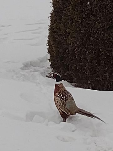 N5619 RIVERSIDE DRIVE, Shawano, WI 54166