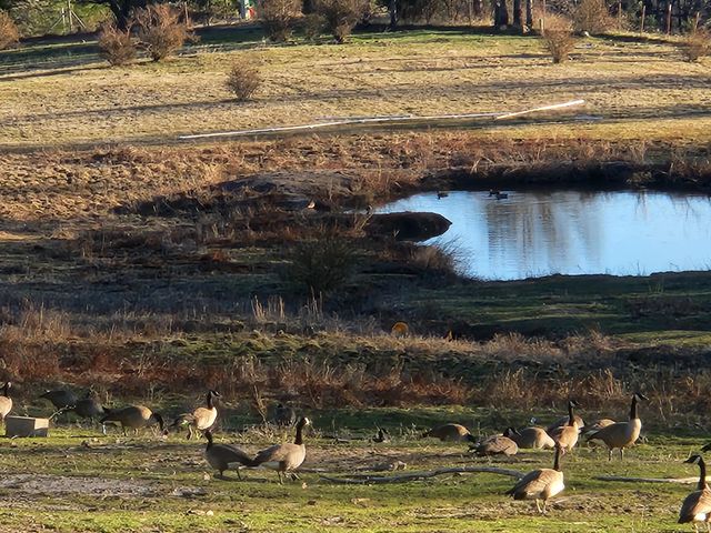 19277 Woodhill Drive, Montgomery Creek, CA 96065