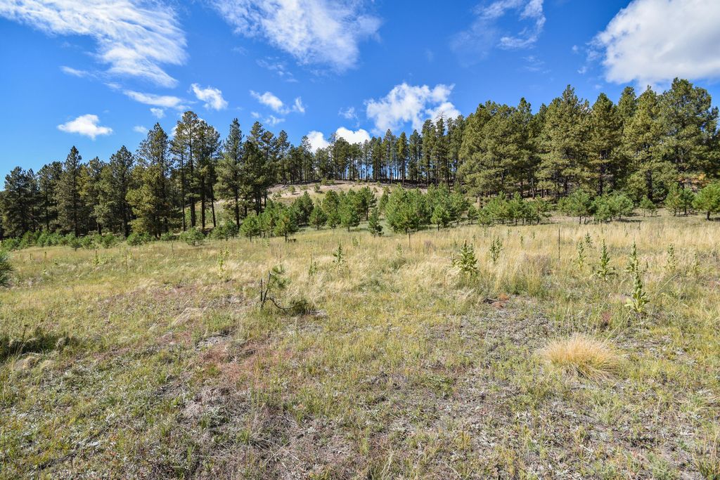 Image 37 of property listing at 27.5 Acres Jemez Mountain Forest Rd 10, Jemez Springs, NM 87025
