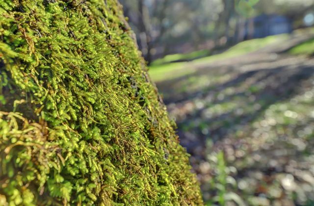 11013 Wolf Dr, Grass Valley, CA 95949