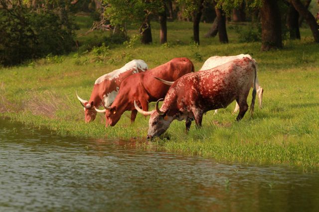 366 Crosswater LN, Dripping Springs, TX 78620