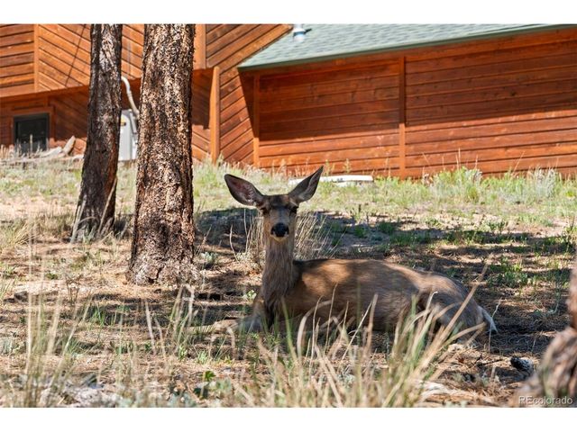 43 Crystal Rock Rd, Bailey, CO 80421