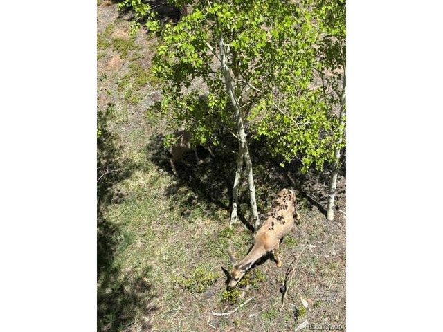 43 Crystal Rock Rd, Bailey, CO 80421