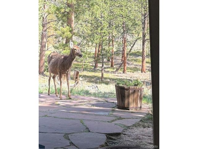 43 Crystal Rock Rd, Bailey, CO 80421