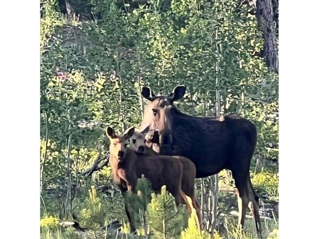 43 Crystal Rock Rd, Bailey, CO 80421