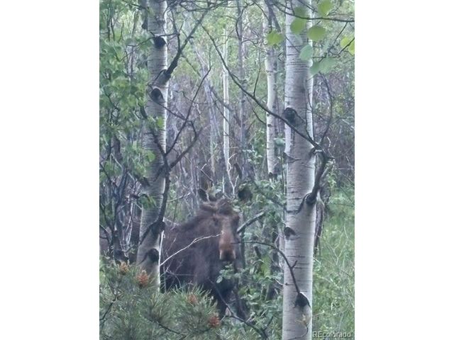 43 Crystal Rock Rd, Bailey, CO 80421