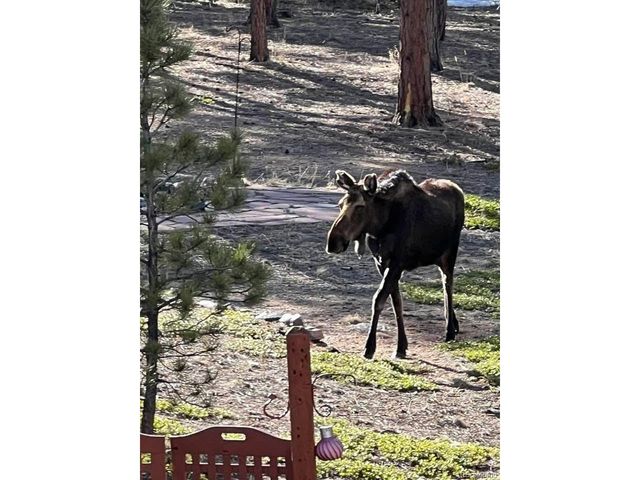 43 Crystal Rock Rd, Bailey, CO 80421