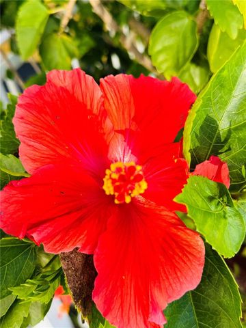 320 ALOHA DRIVE, Haines City, FL 33844