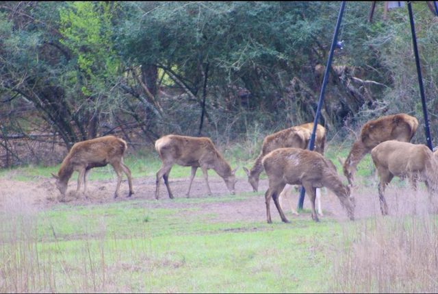 15184 Fm 2620, Bedias, TX 77831