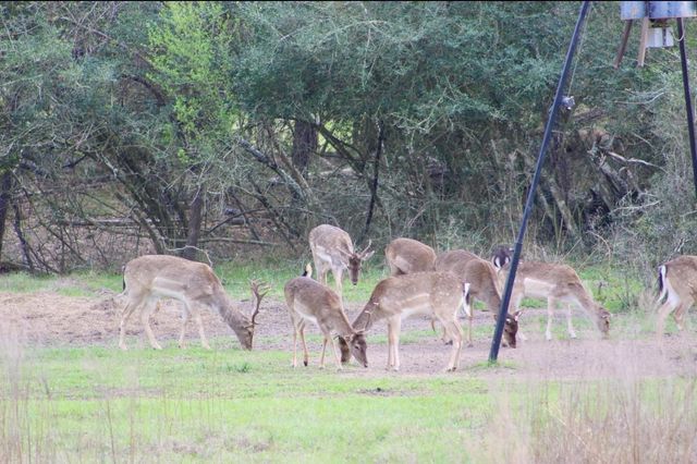 15184 Fm 2620, Bedias, TX 77831