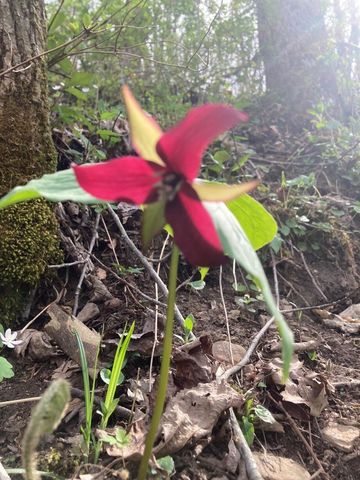 105 Chambers Fork Road, Campton, KY 41301