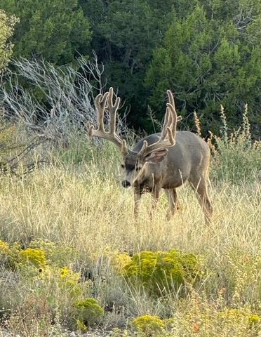 19 Bolivar Loop, Tijeras, NM 87059