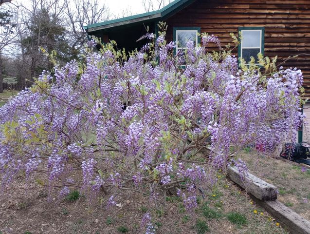 164 Sweet Home Trail, Theodosia, MO 65761