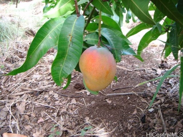 84-425 Makaha Valley Road, Waianae, HI 96792