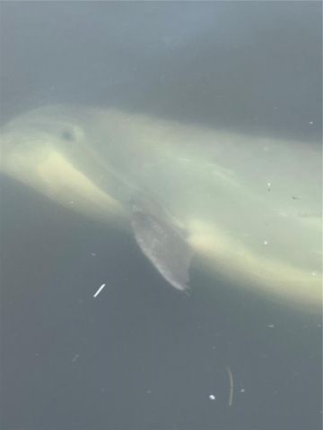 3821 NW 23RD STREET, Cape Coral, FL 33993