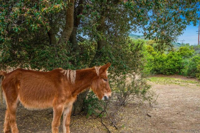 27432 Old Highway 80, Pine Valley, CA 91962