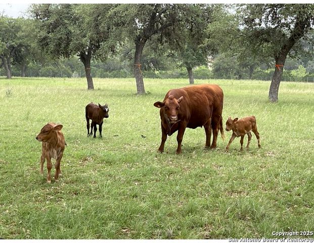 LOT 79 Red Stag Ln, Pipe Creek, TX 78063