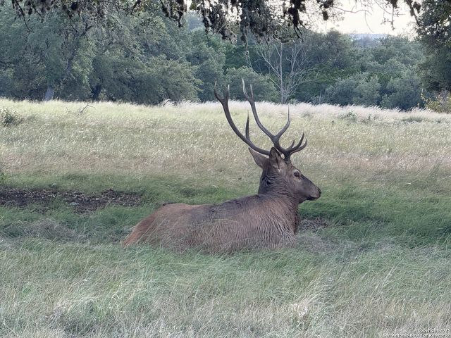 LOT 79 Red Stag Ln, Pipe Creek, TX 78063