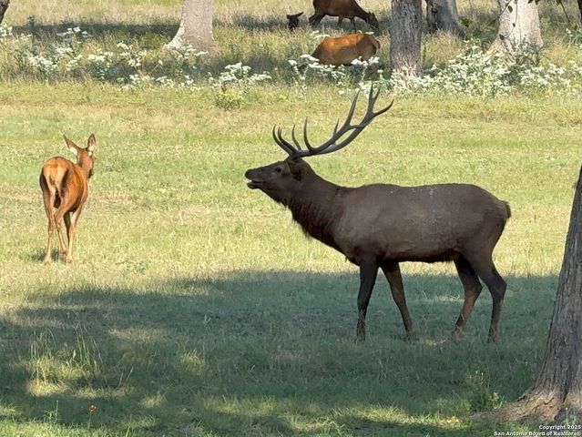 LOT 79 Red Stag Ln, Pipe Creek, TX 78063