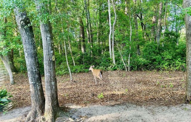 151 Patriot Ln., Pawleys Island, SC 29585
