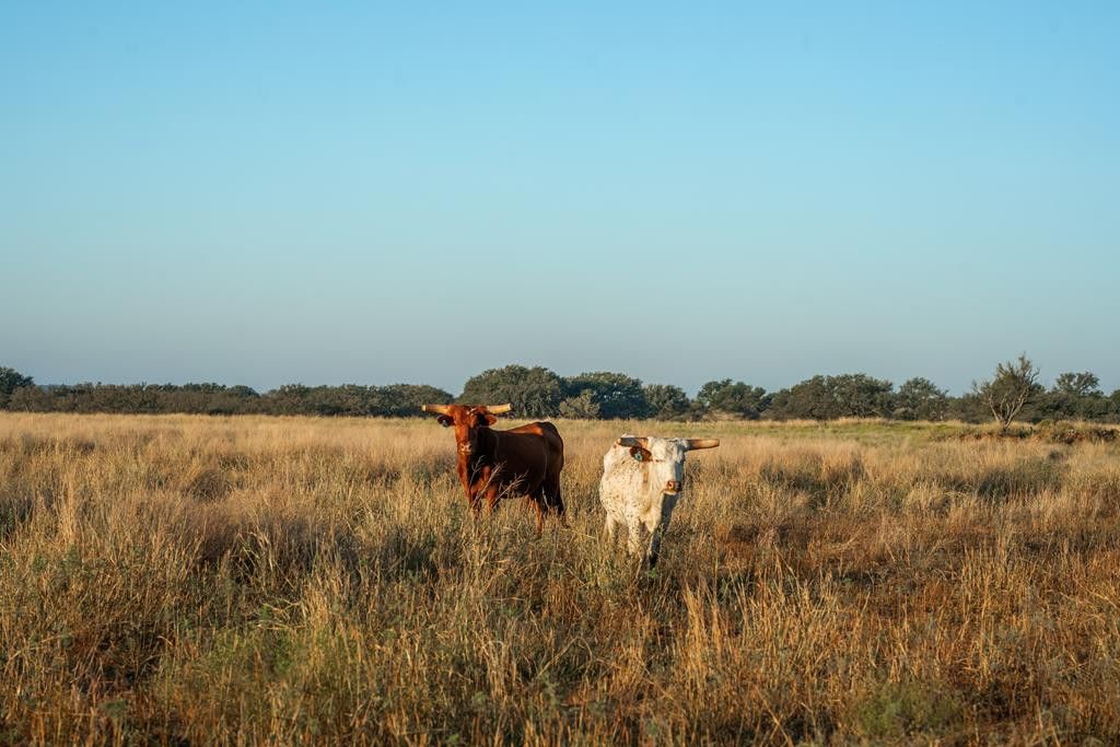 Image 1 of property listing at 2 County Rd 208, Voca, TX 76887