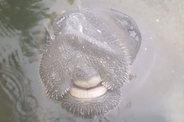 1112 Grand Street and Half Lot, Key Largo, FL 33037