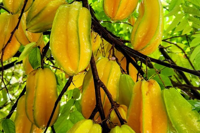 1112 Grand Street and Half Lot, Key Largo, FL 33037