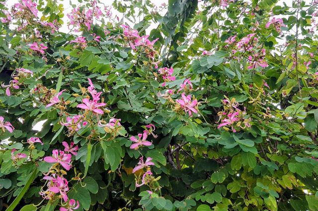 1112 Grand Street and Half Lot, Key Largo, FL 33037