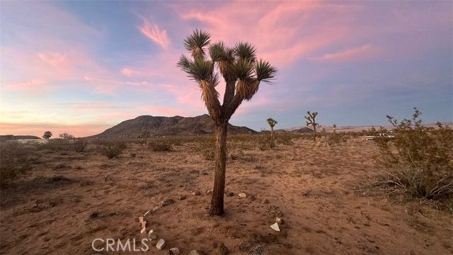 59775 Bearing Tree Road, Landers, CA 92285