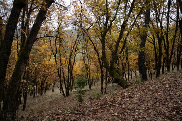 138 Sam Lee Drive, Weaverville, CA 96093