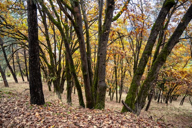 138 Sam Lee Drive, Weaverville, CA 96093