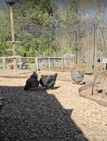 1307 Oakridge Farm Highway, Mooresville, NC 28115
