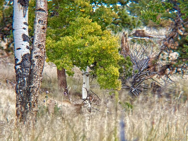 12434 S US Hwy 285, Conifer, CO 80433