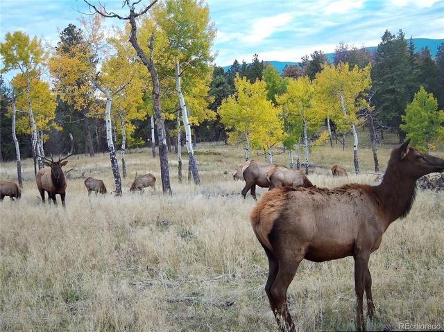 12434 S US Hwy 285, Conifer, CO 80433