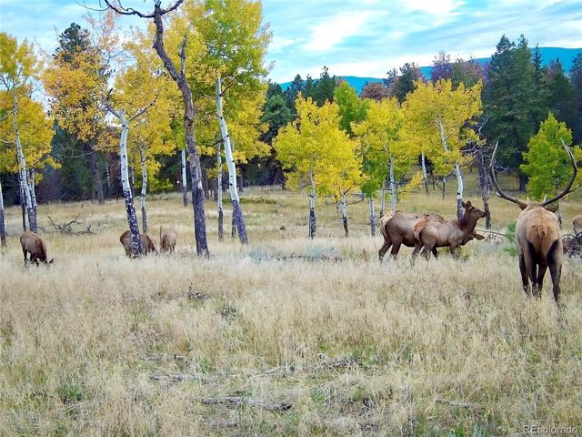 12434 S US Hwy 285, Conifer, CO 80433